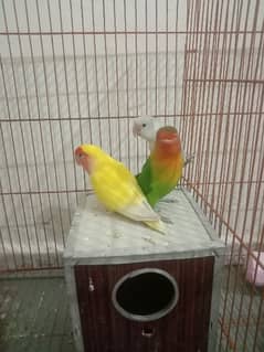 love birds breeder male and pairs