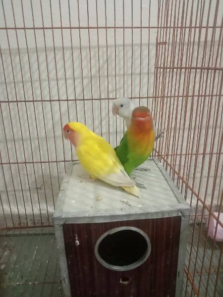 love birds breeder male sale or exchange with female 1