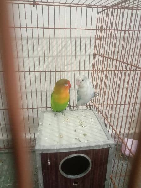 love birds breeder male sale or exchange with female 3