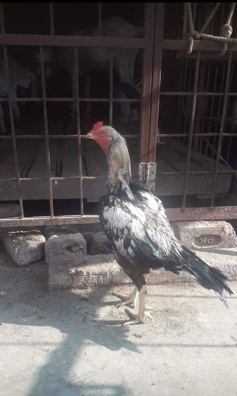 jawa and mianwali aseel male for sale 1