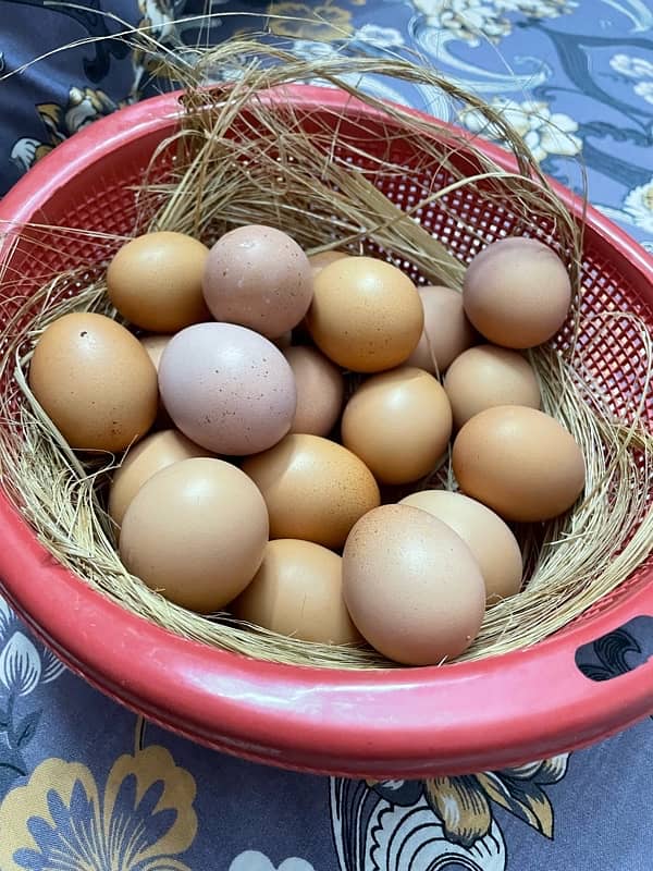 Organic Lohman Brown eggs 0