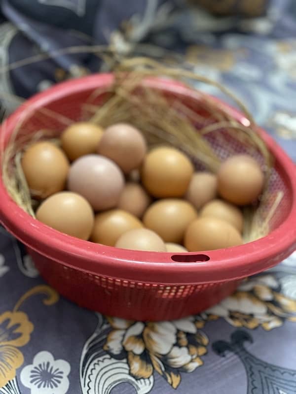 Organic Lohman Brown eggs 3