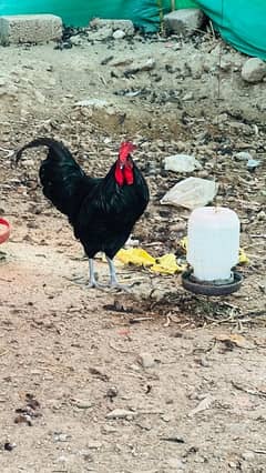 pure breed australorps