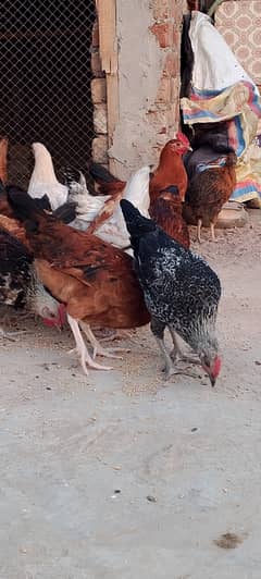 Golden Misri II Golden Hens IIMurgiya |مرغیاں | eggs laying hen