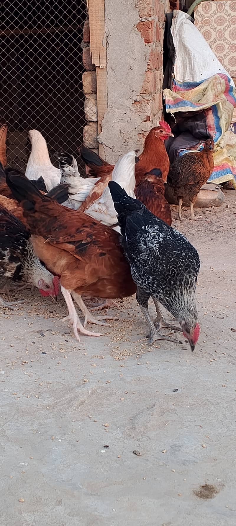 Golden Misri II Golden Hens IIMurgiya |مرغیاں | eggs laying hen 0