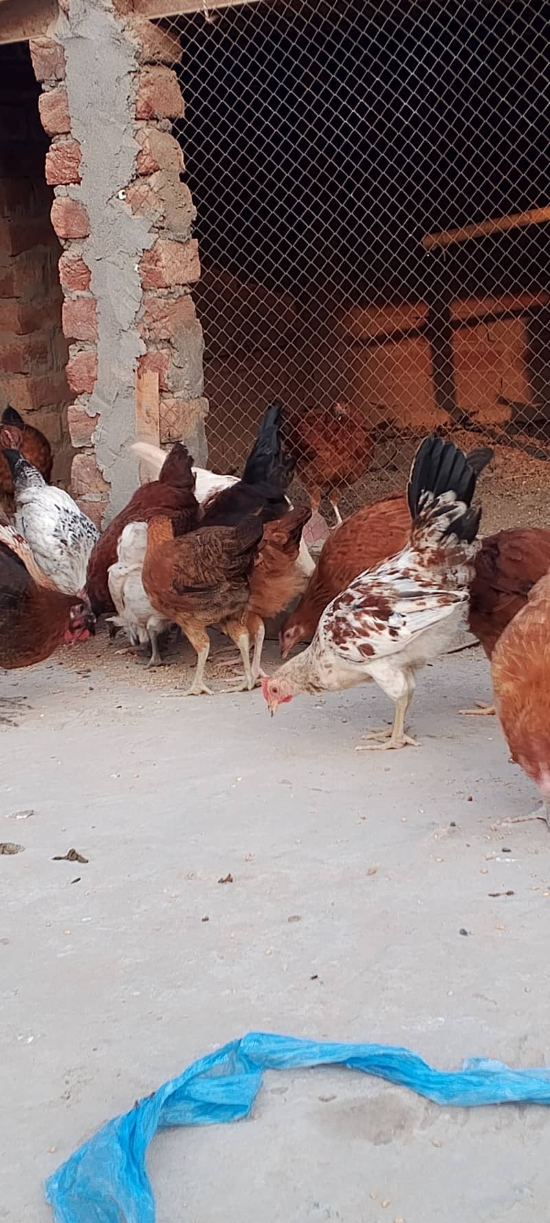 Golden Misri II Golden Hens IIMurgiya |مرغیاں | eggs laying hen 1