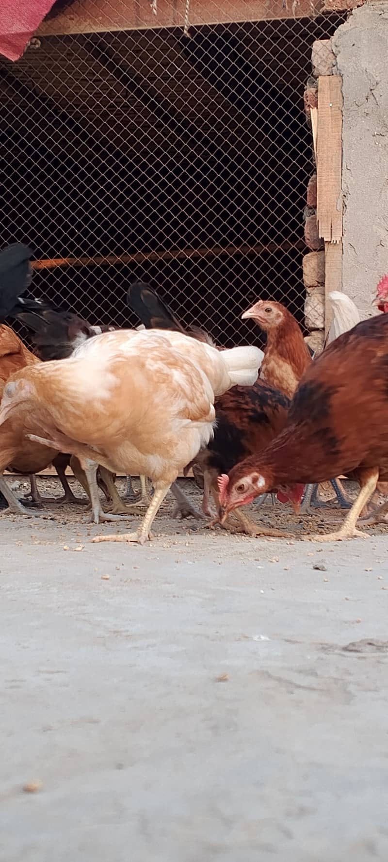 Golden Misri II Golden Hens IIMurgiya |مرغیاں | eggs laying hen 2