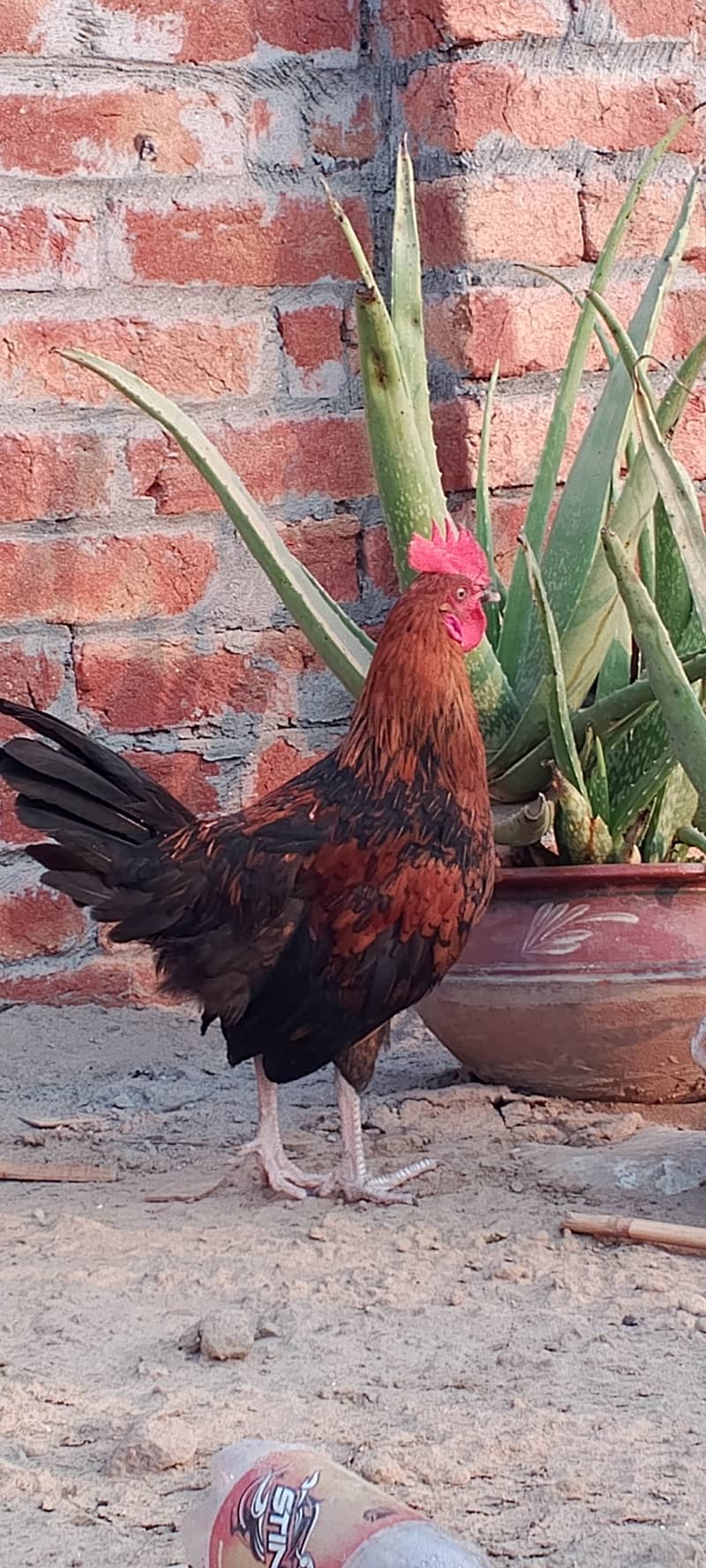 Golden Misri II Golden Hens IIMurgiya |مرغیاں | eggs laying hen 4