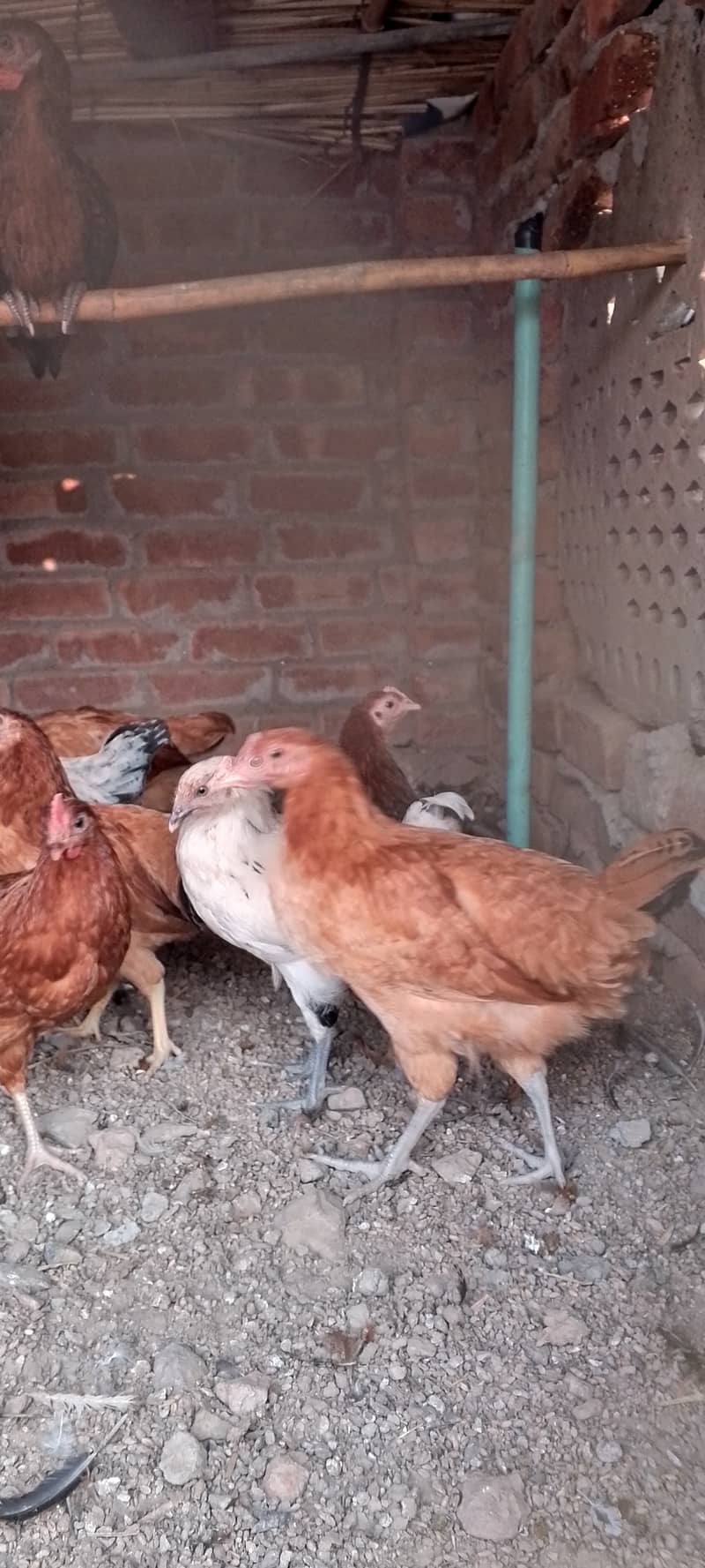 Golden Misri II Golden Hens IIMurgiya |مرغیاں | eggs laying hen 6