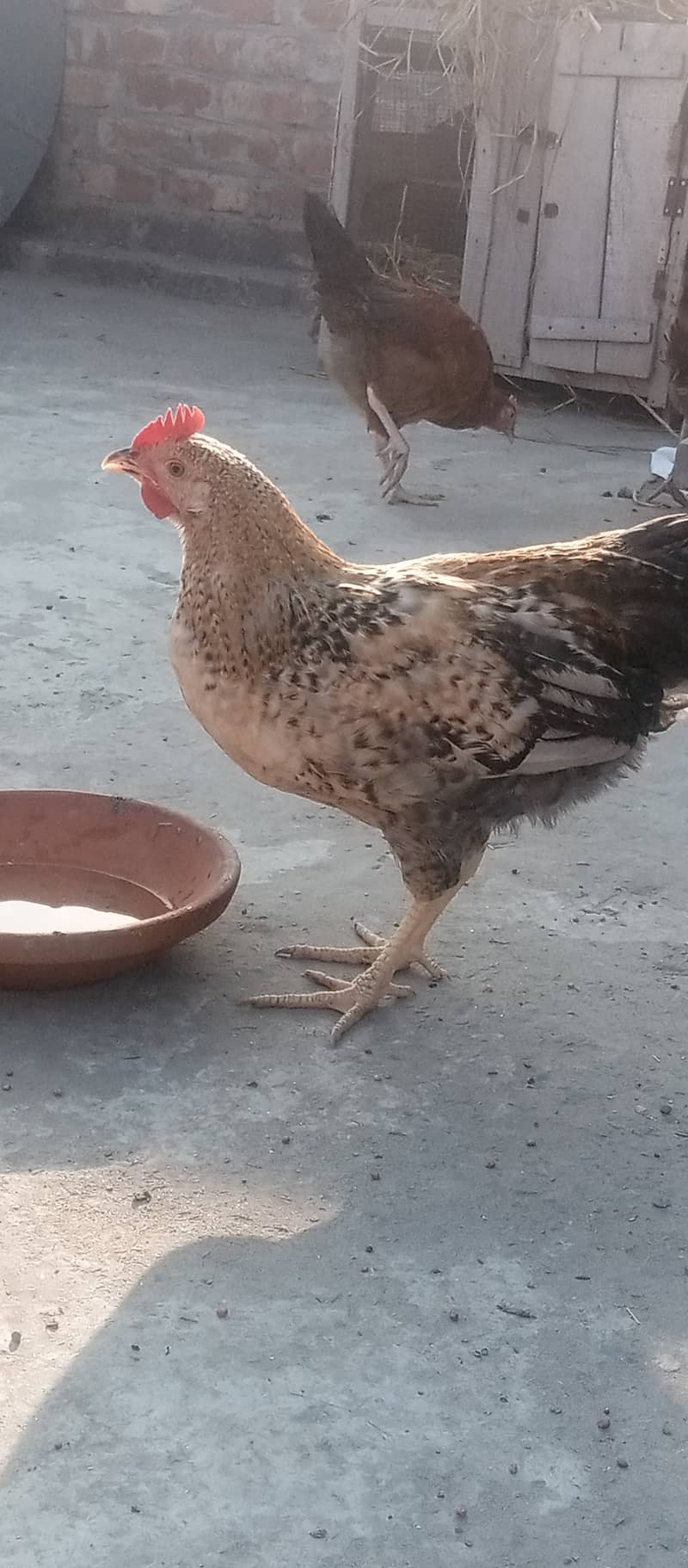 Golden Misri II Golden Hens IIMurgiya |مرغیاں | eggs laying hen 7