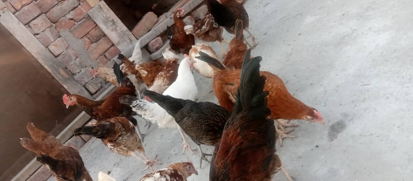 Golden Misri II Golden Hens IIMurgiya |مرغیاں | eggs laying hen 8