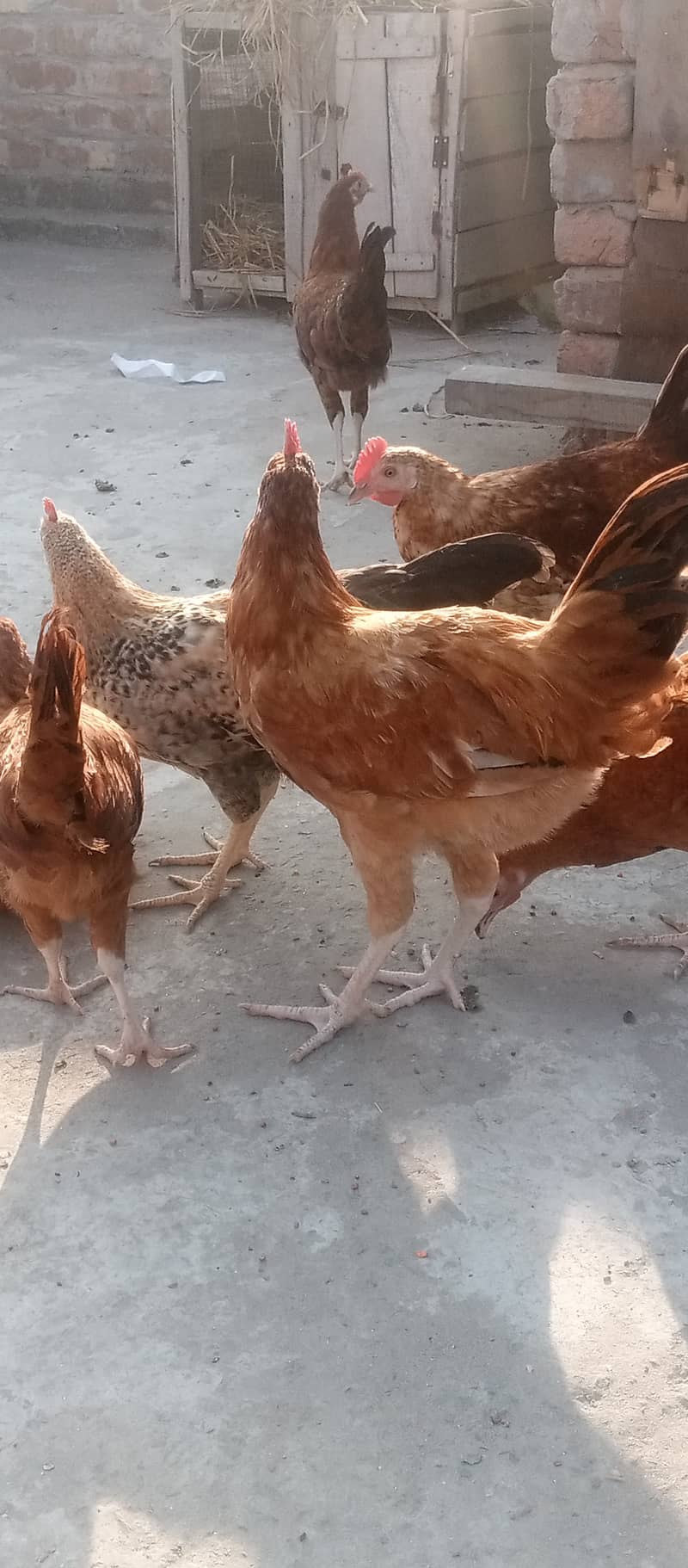 Golden Misri II Golden Hens IIMurgiya |مرغیاں | eggs laying hen 9