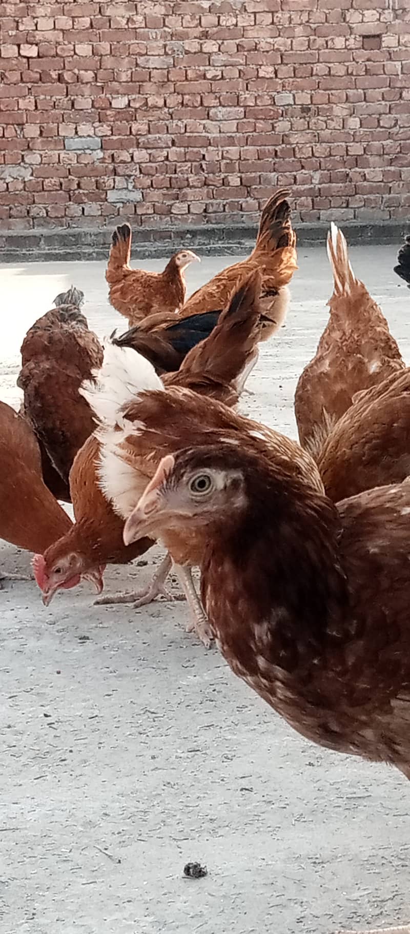 Golden Misri II Golden Hens IIMurgiya |مرغیاں | eggs laying hen 10