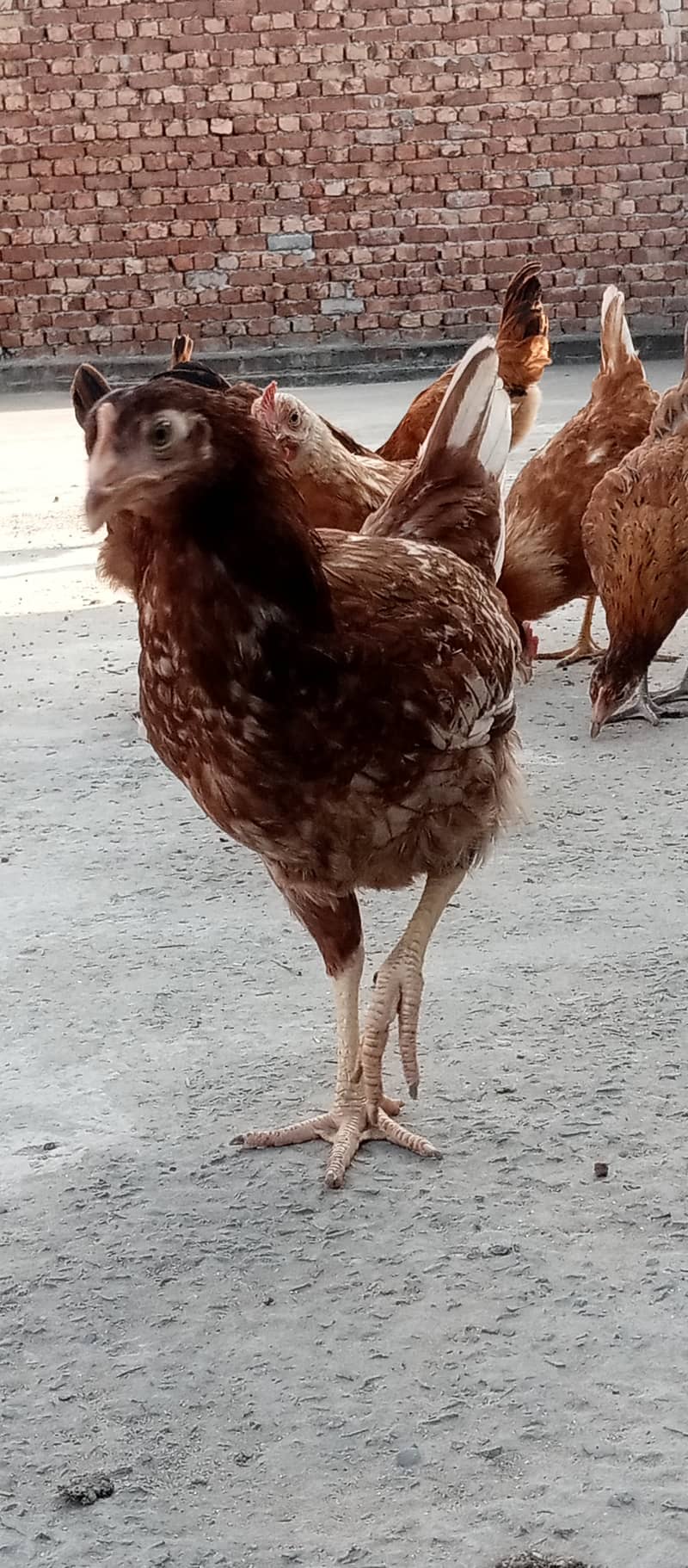 Golden Misri II Golden Hens IIMurgiya |مرغیاں | eggs laying hen 11