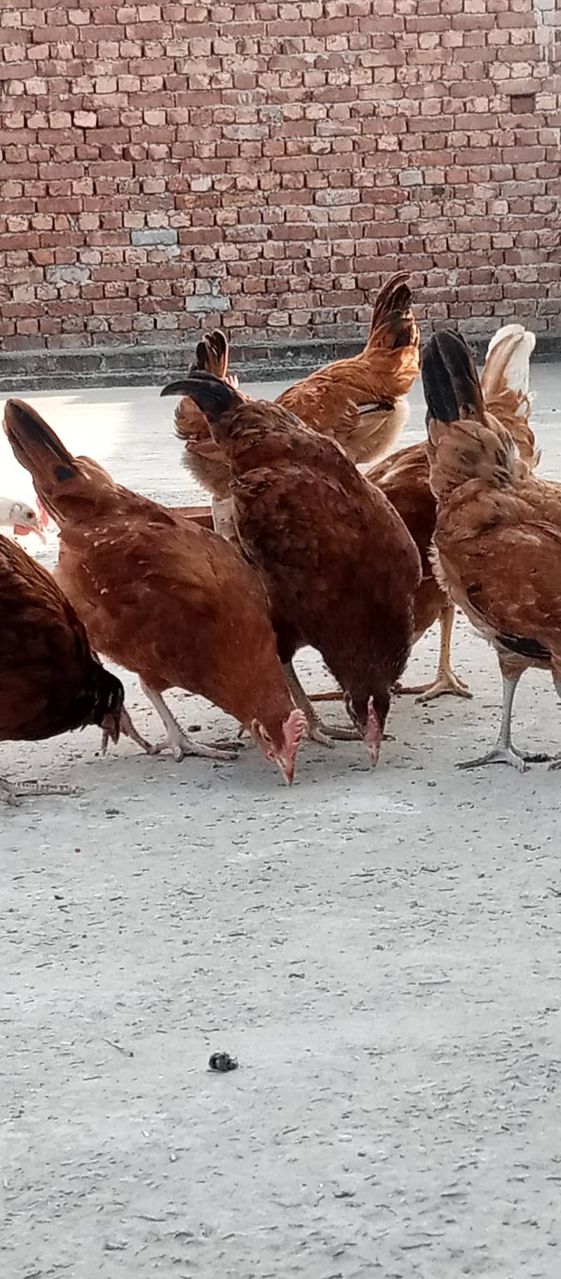 Golden Misri II Golden Hens IIMurgiya |مرغیاں | eggs laying hen 12