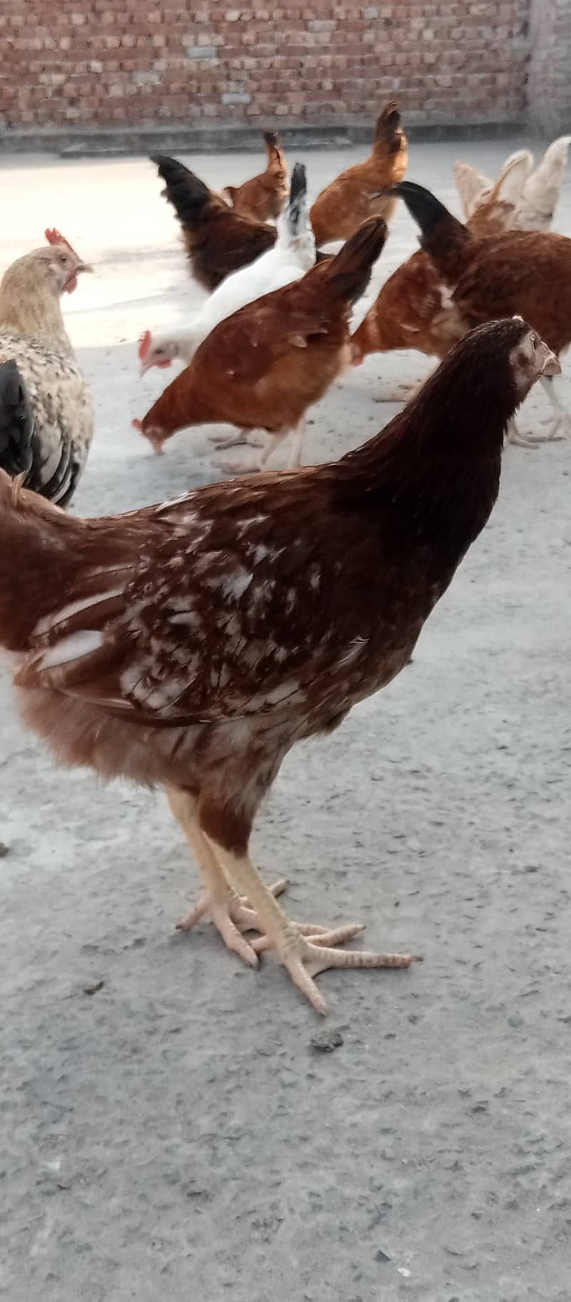 Golden Misri II Golden Hens IIMurgiya |مرغیاں | eggs laying hen 13