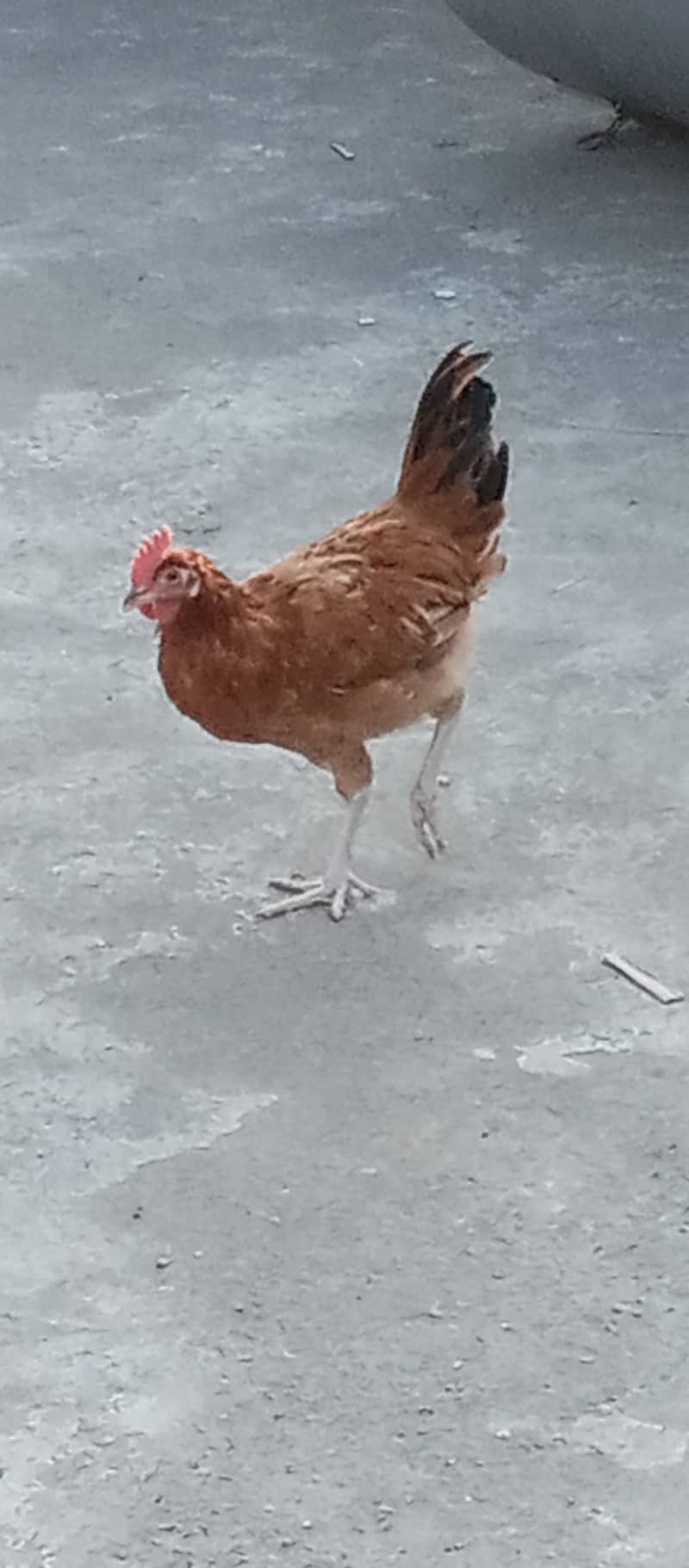 Golden Misri II Golden Hens IIMurgiya |مرغیاں | eggs laying hen 14