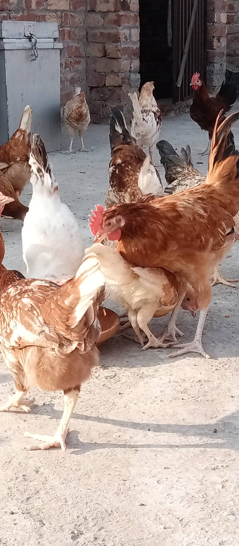 Golden Misri II Golden Hens IIMurgiya |مرغیاں | eggs laying hen 15