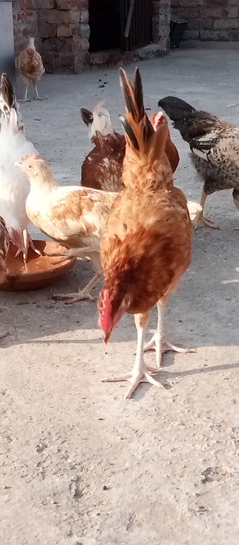 Golden Misri II Golden Hens IIMurgiya |مرغیاں | eggs laying hen 16