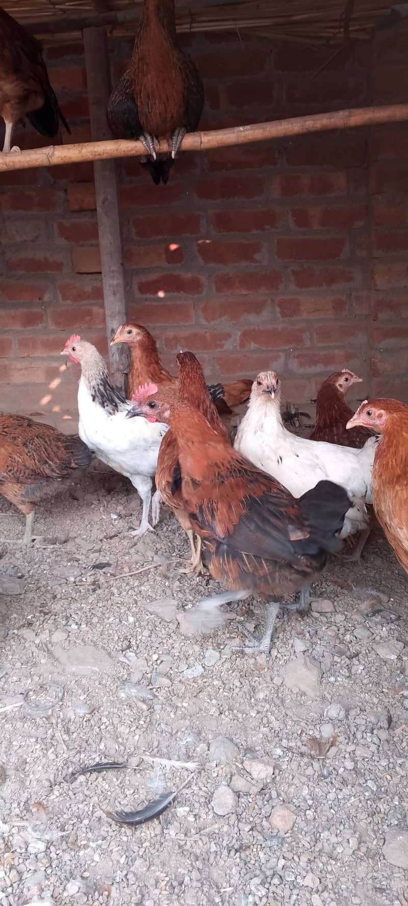 Golden Misri IIGolden Hens |Murgiya |مرغیاں | eggs laying hen 7