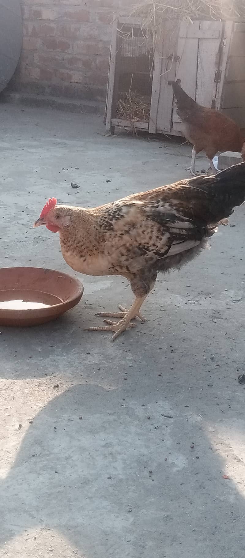 Golden Misri IIGolden Hens |Murgiya |مرغیاں | eggs laying hen 9