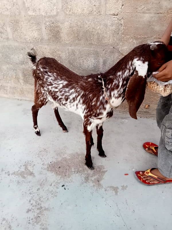 teddy 2 dant bakri dedh mahine ki gabbar hai 8