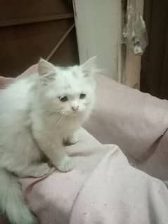 healthy persian male kitten available