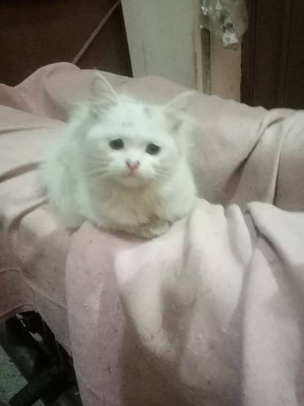 healthy persian male kitten available 1