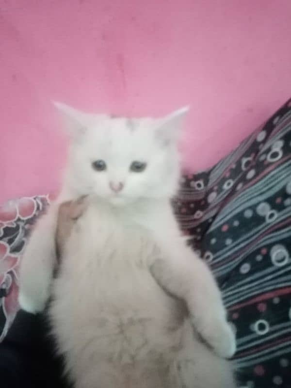 healthy persian male kitten available 2