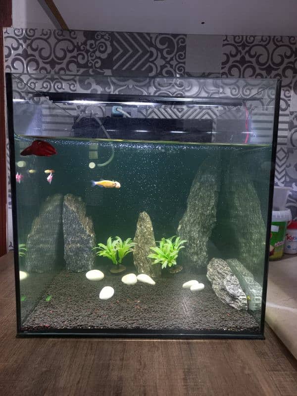 1.5ft square glass aquarium tank 0