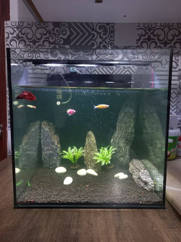 1.5ft square glass aquarium tank 1