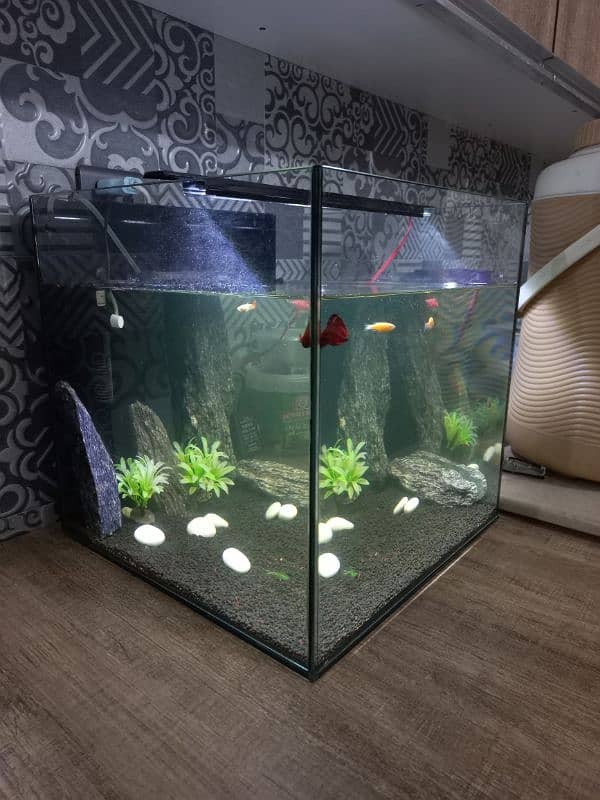 1.5ft square glass aquarium tank 2