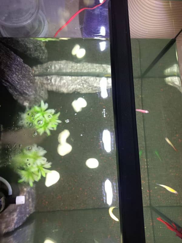 1.5ft square glass aquarium tank 3