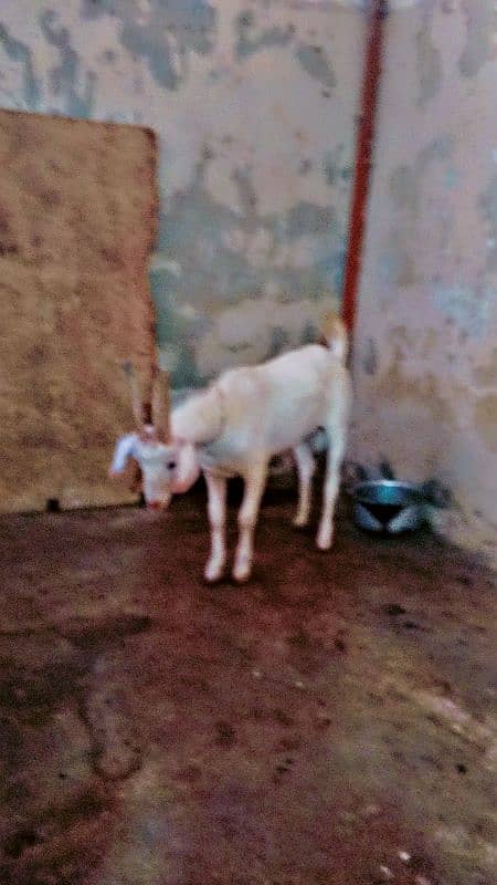 goats for qurbani and breeding 3