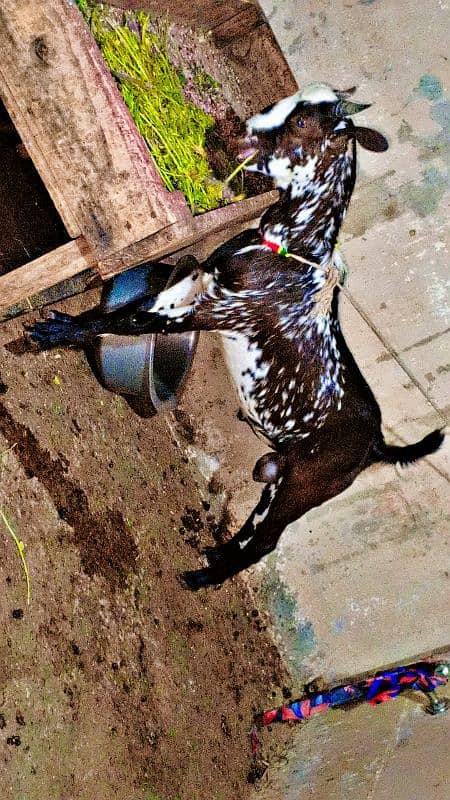 goats for qurbani and breeding 4