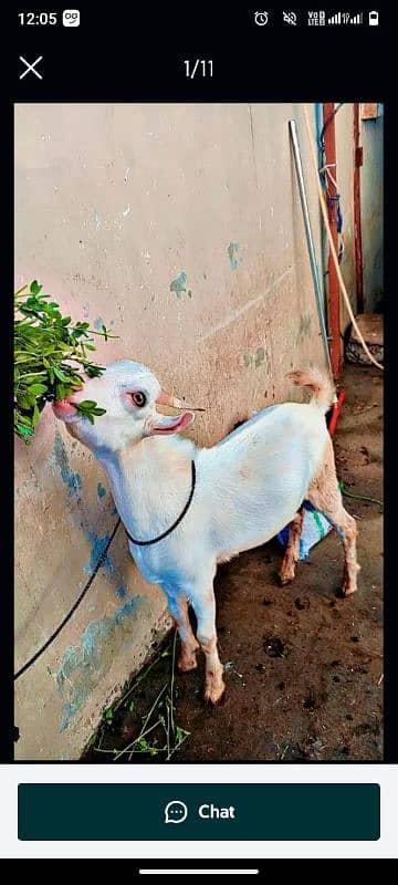 goats for qurbani and breeding 6