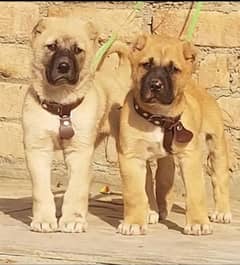 Kurdish kangal dog security dog male female for sale