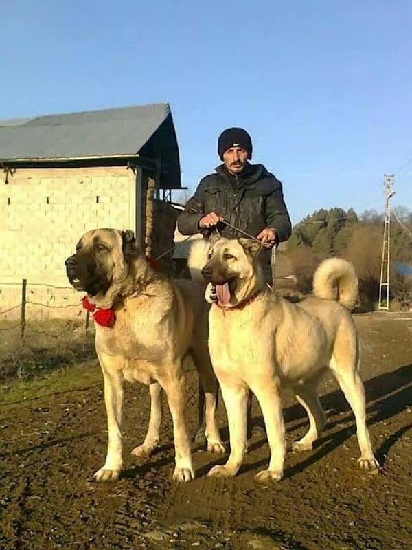 Kurdish kangal dog security dog male female for sale 1