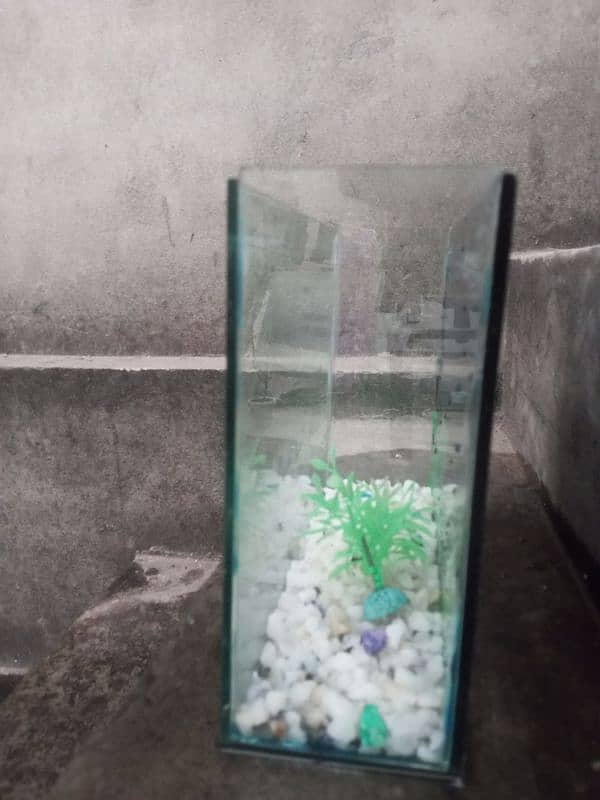 aquarium 0