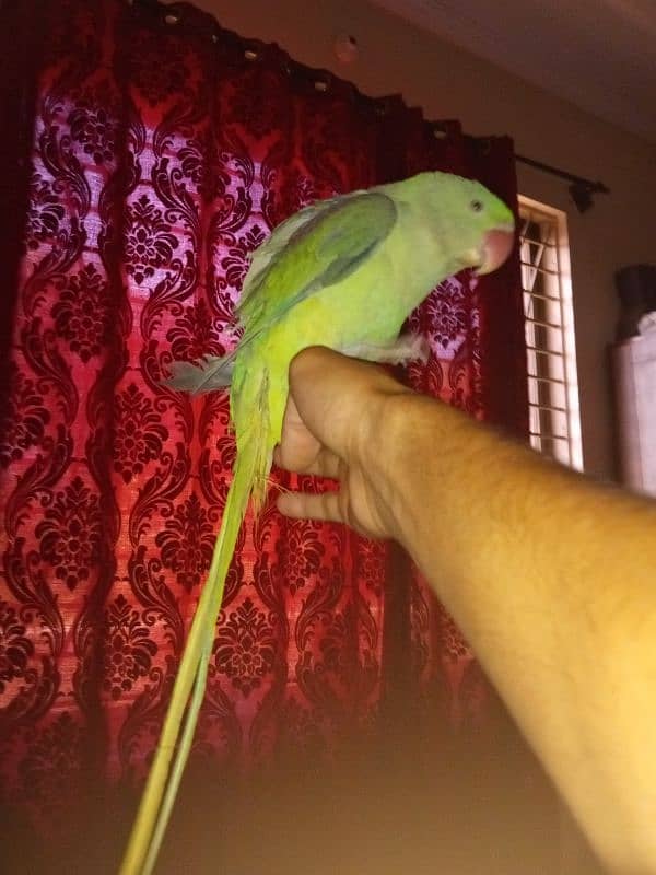 Kashmiri Raw Parrot Chick For Sale 3