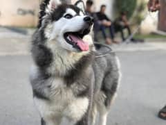 Siberian Husky Contact me : 03119358744