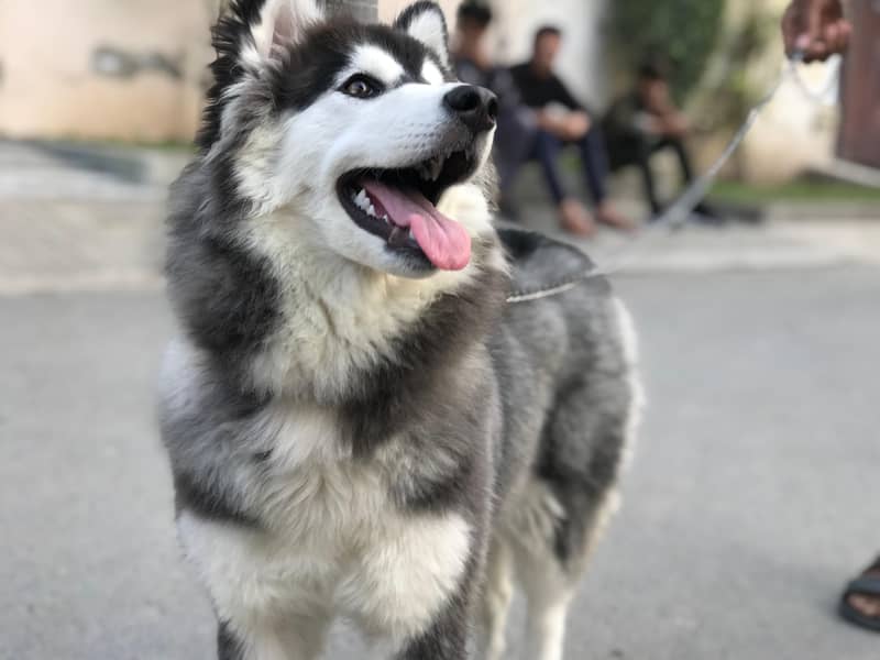 Siberian Husky Contact me : 03119358744 0