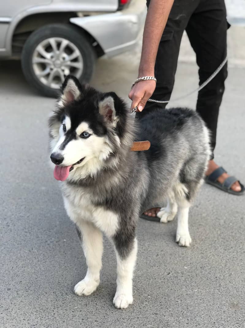 Siberian Husky Contact me : 03119358744 1