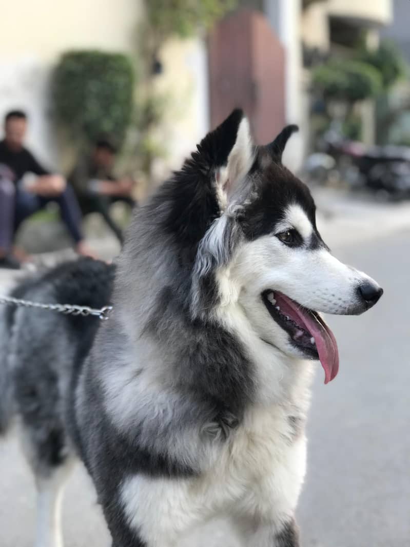 Siberian Husky Contact me : 03119358744 2