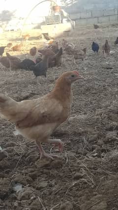 Desi Hens| Desi Murgian | Misri| Pathian | Phatay | مرغیاں