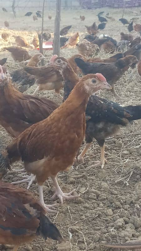 Desi Hens | Misri| chicks| Murgiyan| مرغے | مرغیاں| pathiyan | Phatay 7