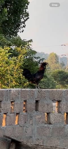 polish rooster