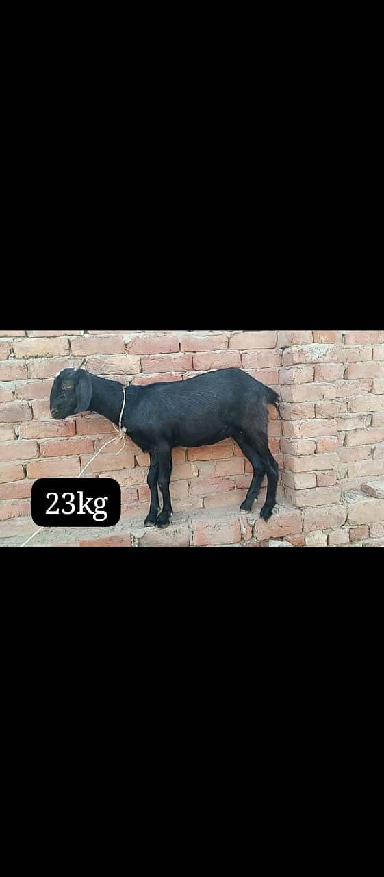 teddy Goat / Bakra / teddy / teddi bakra / بکری / goat 0