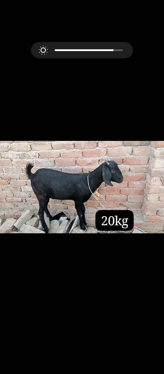 teddy Goat / Bakra / teddy / teddi bakra / بکری / goat 1