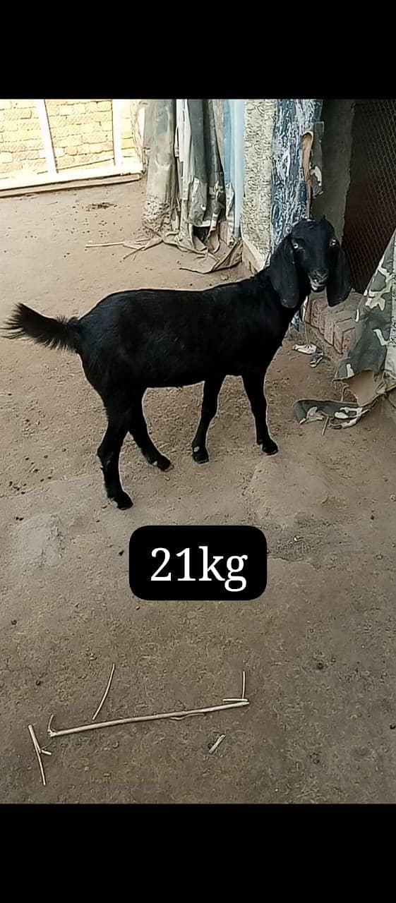 teddy Goat / Bakra / teddy / teddi bakra / بکری / goat 2